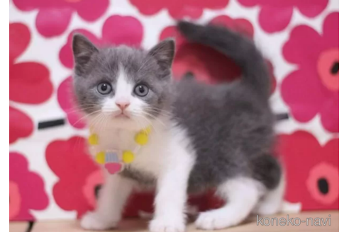 成約済の東京都のマンチカン-100467の1枚目